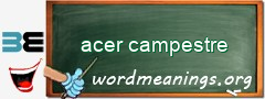 WordMeaning blackboard for acer campestre